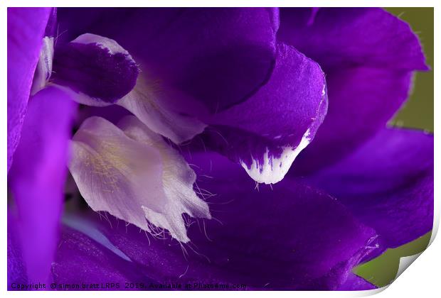 Purple Delphinium flower super macro close up Print by Simon Bratt LRPS