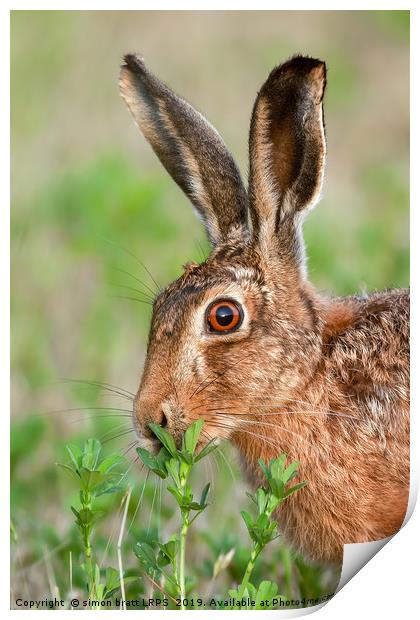 Wild brown hare close up eating Print by Simon Bratt LRPS