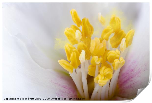 Philadelphus flower extreme close up with pollen Print by Simon Bratt LRPS