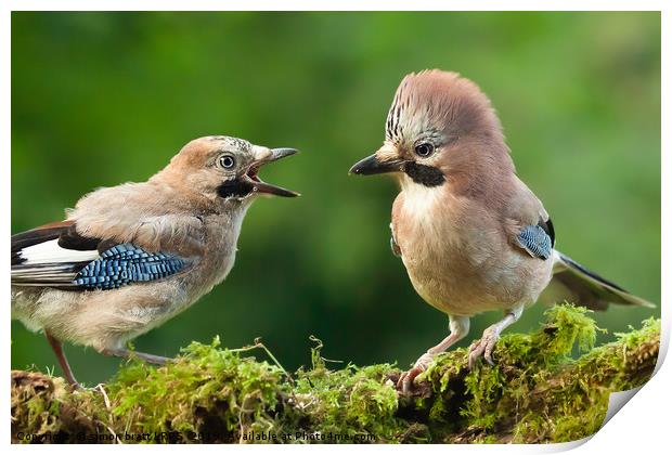 Young jay bird with parent close up Print by Simon Bratt LRPS