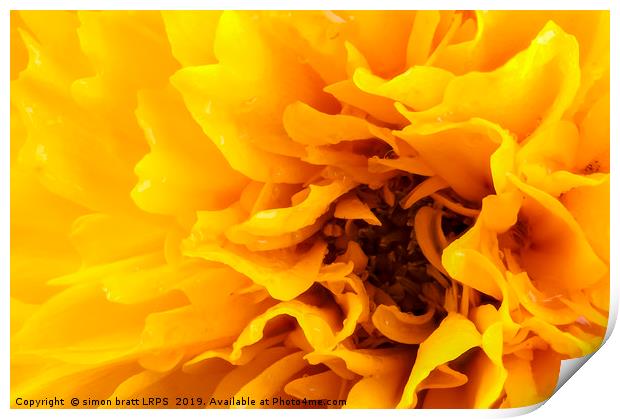Macro coreopsis yellow flower head Print by Simon Bratt LRPS