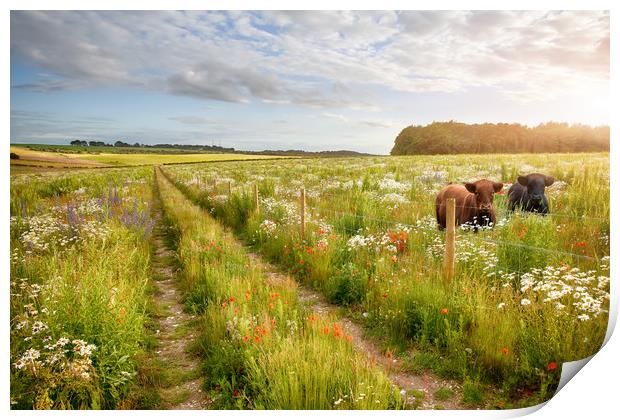 Norfolk flower meadow tracks and two cows Print by Simon Bratt LRPS