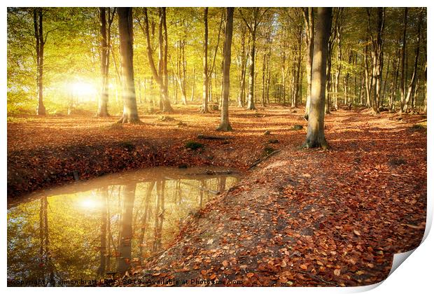 Autumn sunrise bursting through woodland Print by Simon Bratt LRPS