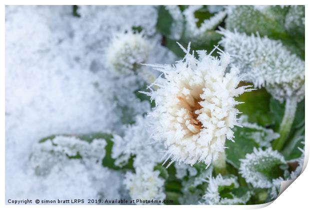 Daisy flower covered in winter ice Print by Simon Bratt LRPS