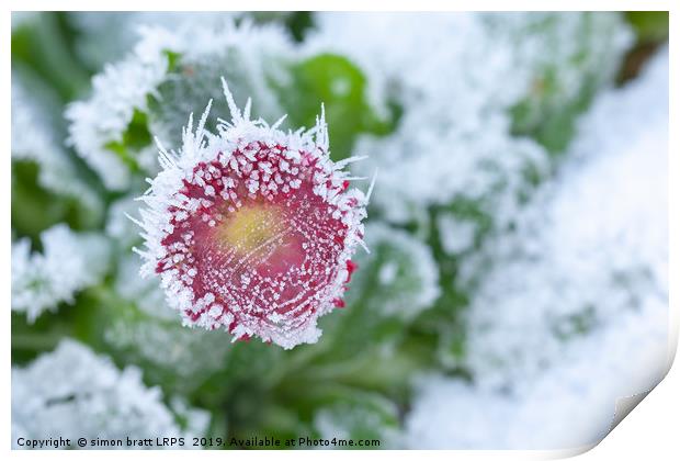 Daisy frozen in winter garden Print by Simon Bratt LRPS