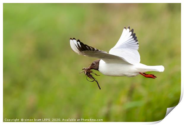 Gull flying with nesting material Print by Simon Bratt LRPS