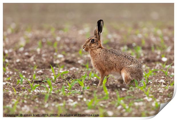 Brown hare at in a field of crops Print by Simon Bratt LRPS