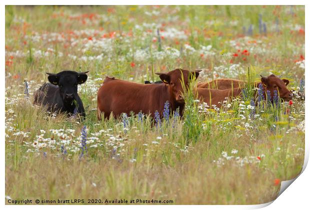 Pretty dexter cows in a flower meadow Norfolk Print by Simon Bratt LRPS
