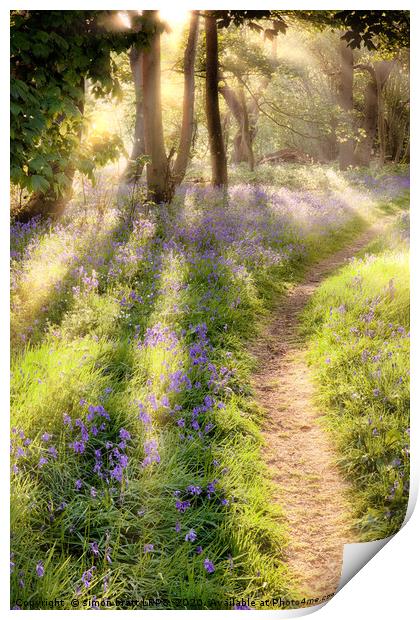 Bluebell forest path at dawn sunrise Print by Simon Bratt LRPS