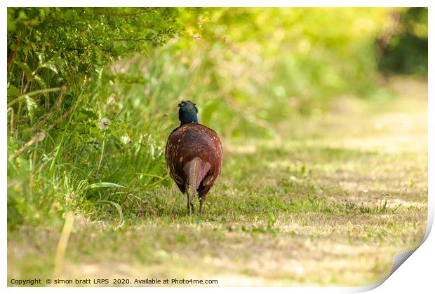 Pheasant male walking away along a hedge Print by Simon Bratt LRPS