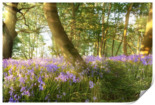 Path through bluebell woods in springtime Print by Simon Bratt LRPS