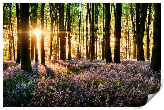 Bluebells blooming in the forest Print by Simon Bratt LRPS