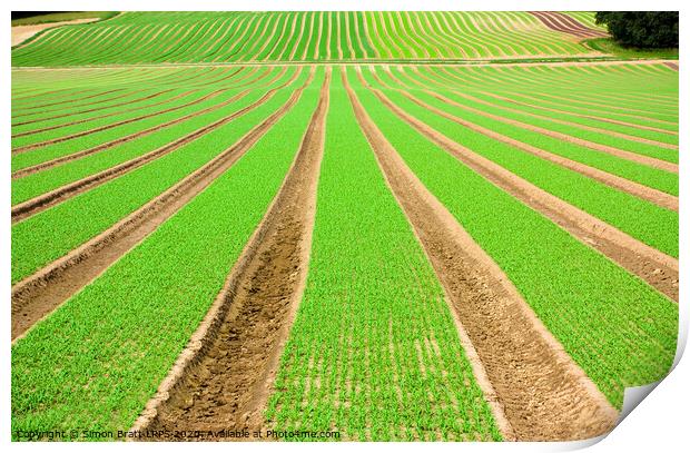 Farmland furrows with green vegetables growing in perspective Print by Simon Bratt LRPS