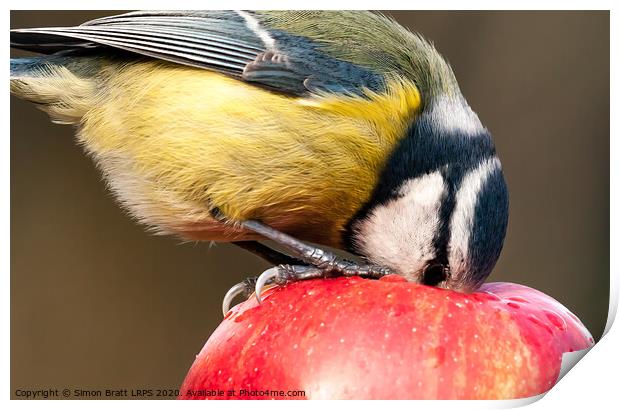 Detailed close up blue tit with beak inside a red apple Print by Simon Bratt LRPS