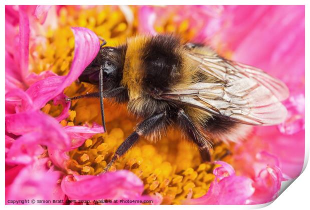 White tailed bumblebee macro sat on a pink Aster Print by Simon Bratt LRPS