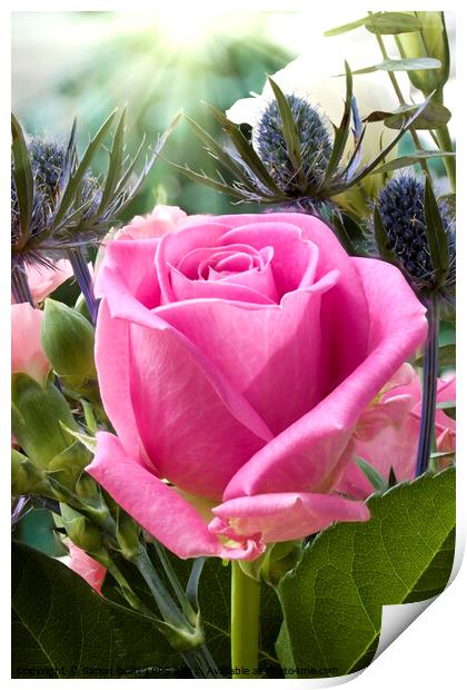 English pink rose close up in flower garden  Print by Simon Bratt LRPS