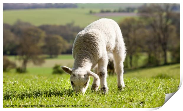 Single lamb eating grass Print by Simon Bratt LRPS