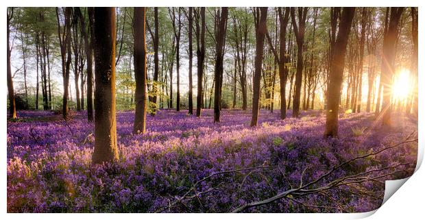 Bluebell forest alive at sunrise Print by Simon Bratt LRPS