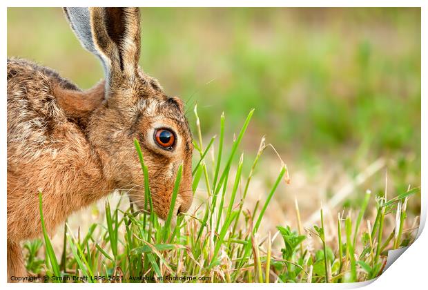 Wild hare in amazing close up detail Print by Simon Bratt LRPS