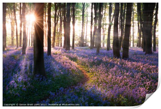 Bluebell woods path sunrise in Norfolk England Print by Simon Bratt LRPS