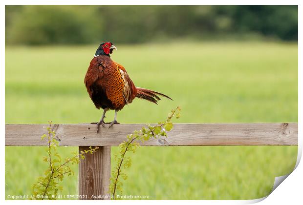 Wild pheasant male bird sat on a wooden fence in N Print by Simon Bratt LRPS