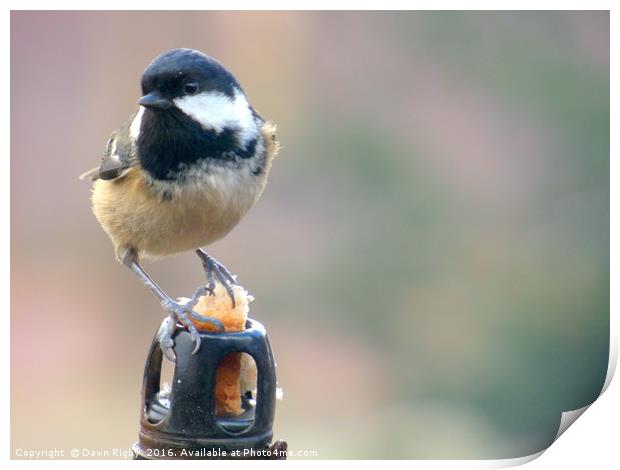 The Great Tit (Parus major) feeding Print by Dawn Rigby