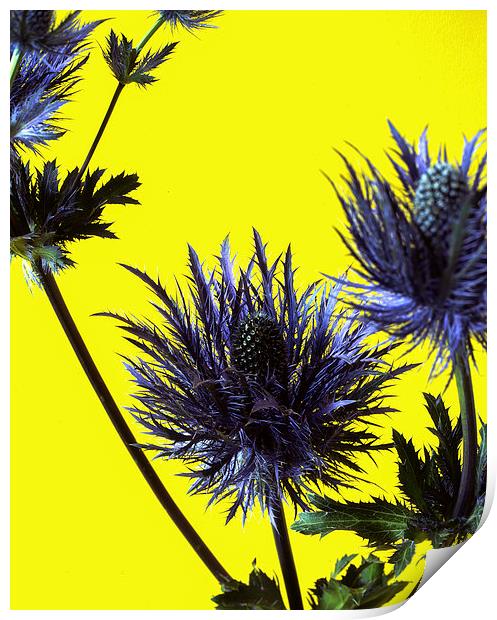  Blue thistles on Yellow Print by Ashley Cottle