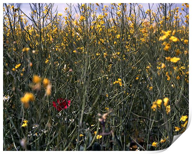  Poppy in field of rapeseed Print by Ashley Cottle