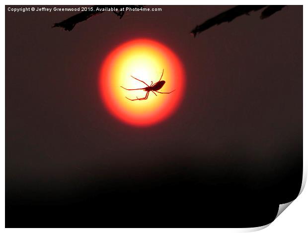  Spider in the sunset Print by Jeffrey Greenwood