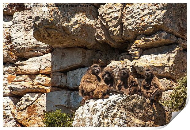  Baboon family group Print by Max Stevens