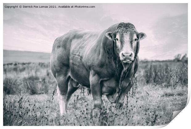 Bull on the farm Print by Derrick Fox Lomax