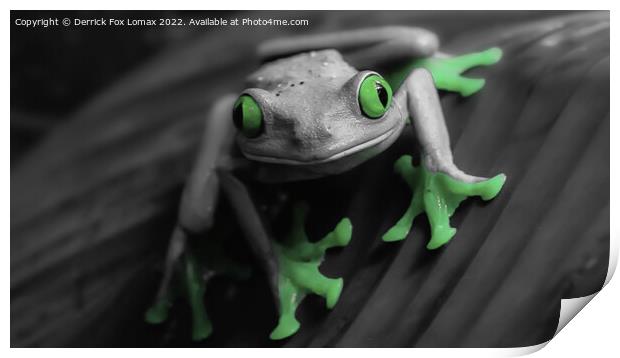  The Tree frog Print by Derrick Fox Lomax