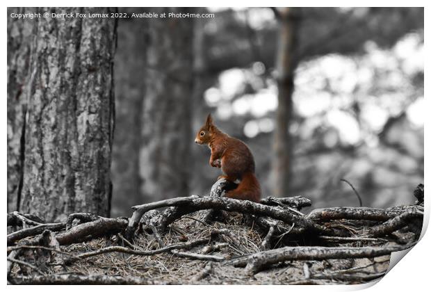 Red Squirrel Print by Derrick Fox Lomax
