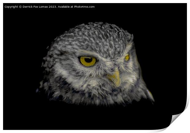Little Owl Portrait Print by Derrick Fox Lomax