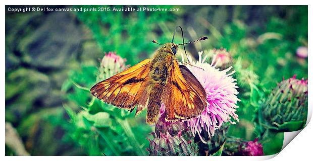  small skipper feeding Print by Derrick Fox Lomax