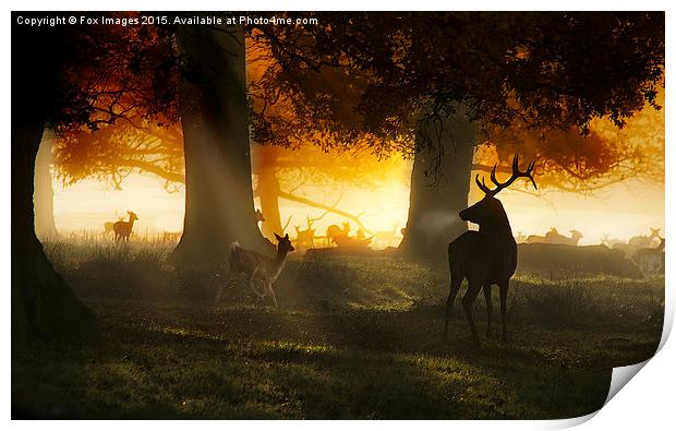  Forest deer and mist Print by Derrick Fox Lomax