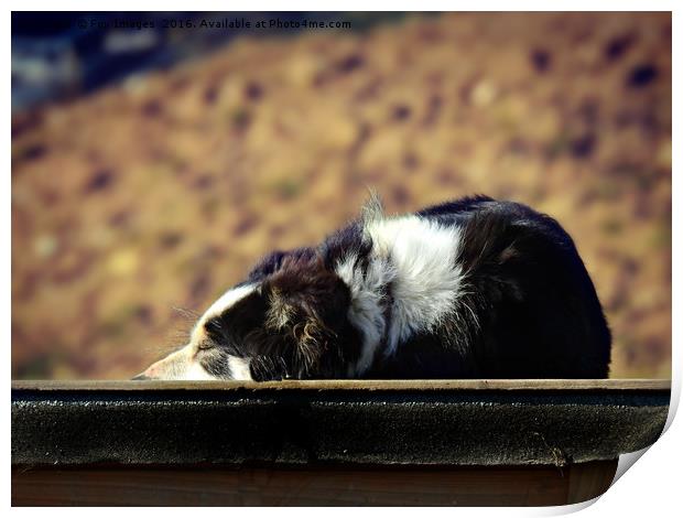 Border Collie Print by Derrick Fox Lomax