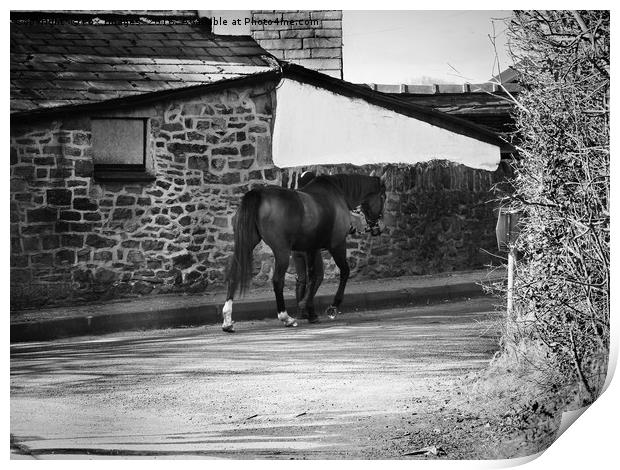 Horse on a walk Print by Derrick Fox Lomax