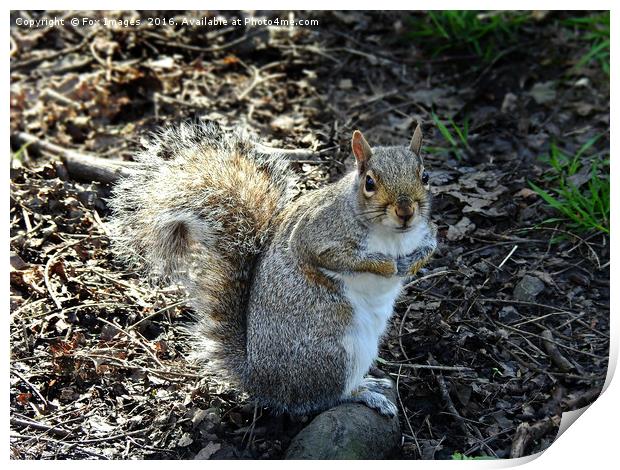 Grey squirell Print by Derrick Fox Lomax