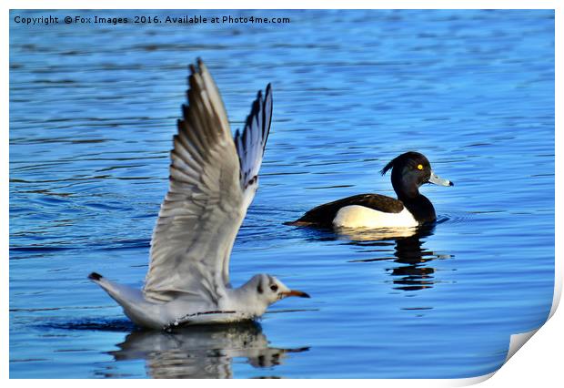 Tufted duck and gull Print by Derrick Fox Lomax