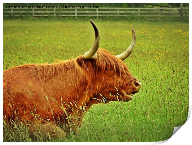 Longhorn highland cattle Print by Derrick Fox Lomax