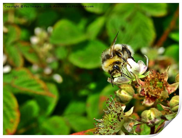 Bee on a flower Print by Derrick Fox Lomax
