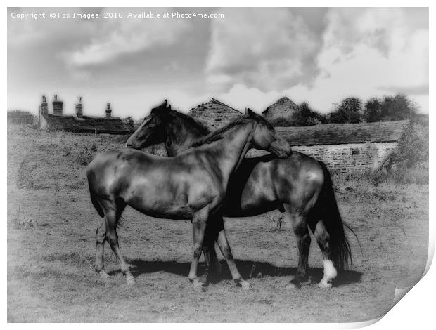 Horses on the farm Print by Derrick Fox Lomax