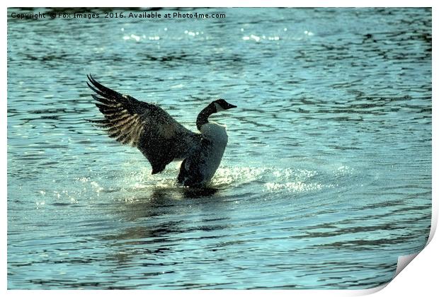 Canadian goose on the lake Print by Derrick Fox Lomax
