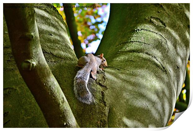 Grey squirell Print by Derrick Fox Lomax