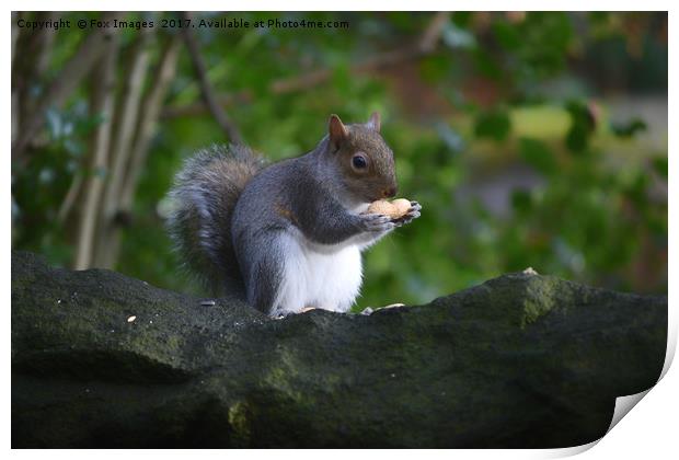Grey Squirrel in the woods Print by Derrick Fox Lomax