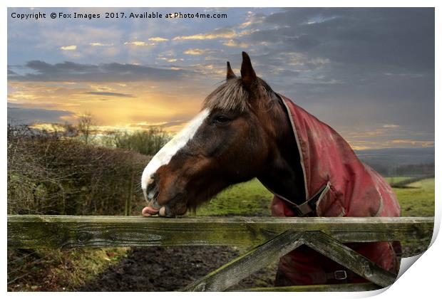 Horse in the meadow Print by Derrick Fox Lomax
