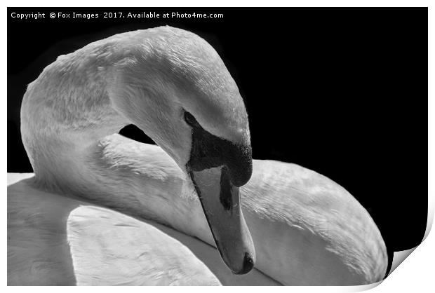 Female Mute Swan Print by Derrick Fox Lomax