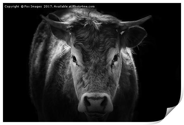 Bull portrait Print by Derrick Fox Lomax
