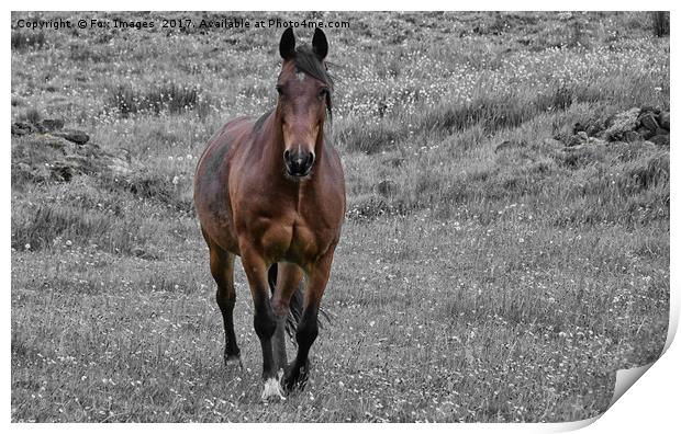 Horse in Birtle Print by Derrick Fox Lomax